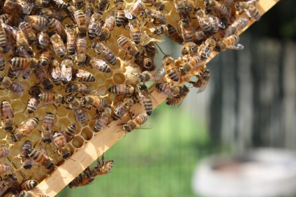 Bee Keeping Introduction