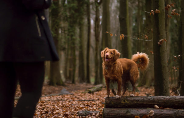 Understanding Canine Behaviour